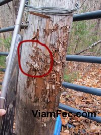 A black bear has ripped this gate post