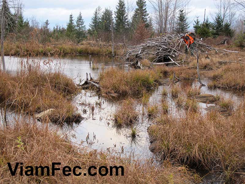 A large abandoned beaver lodge